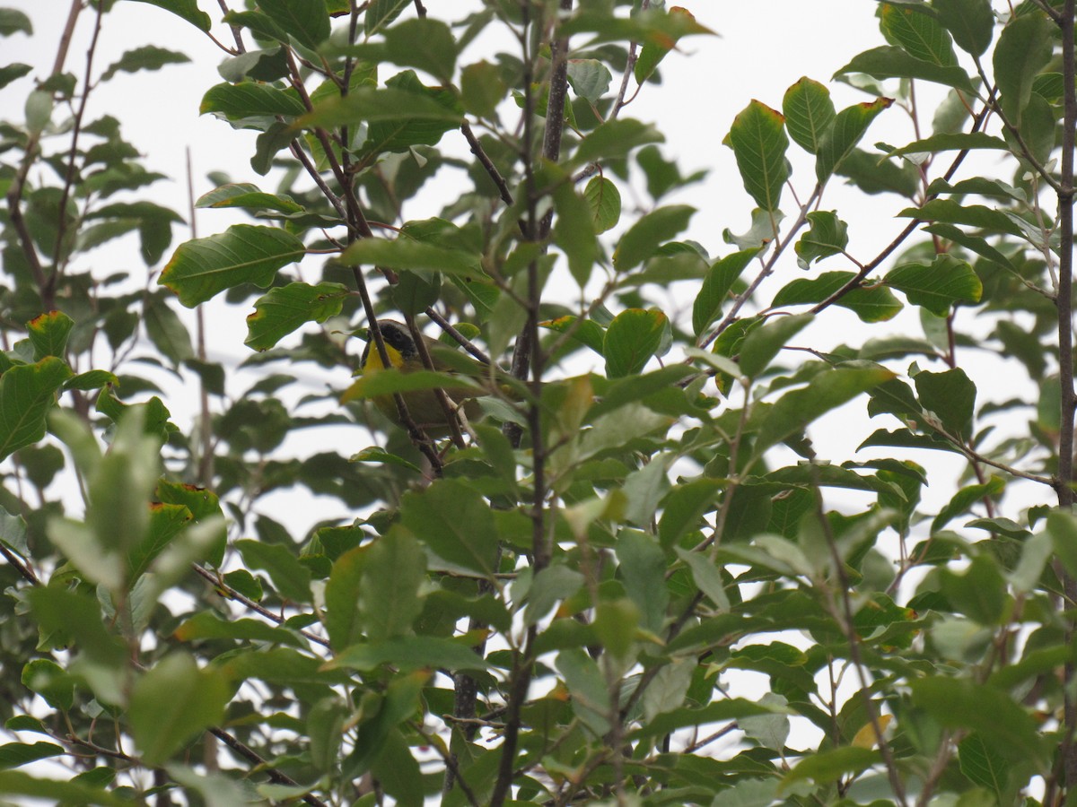 Common Yellowthroat - ML115944181
