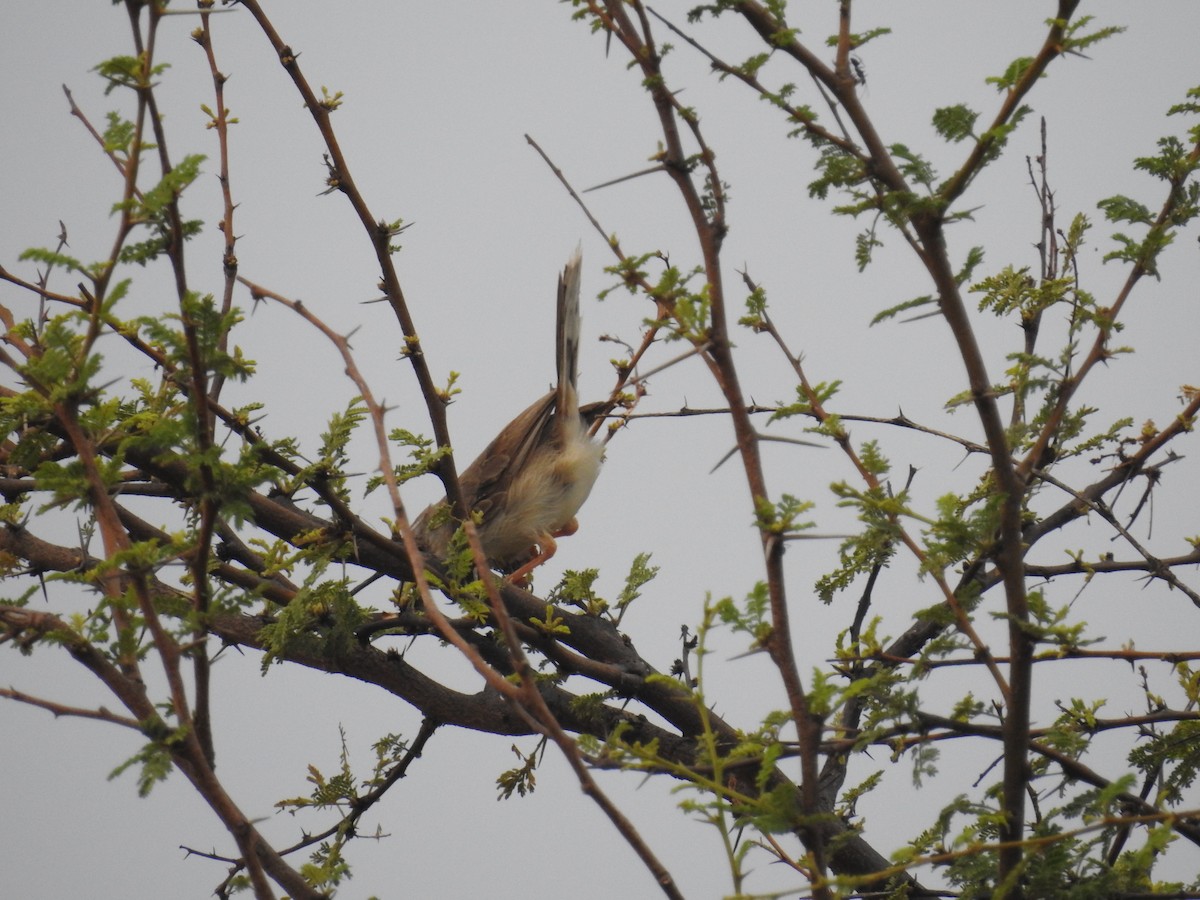 Rufous-fronted Prinia - ML115944431