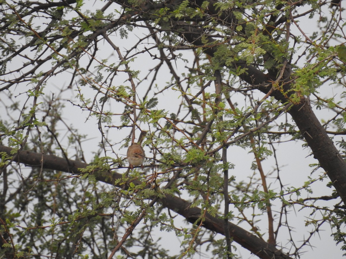 Rufous-fronted Prinia - ML115944441