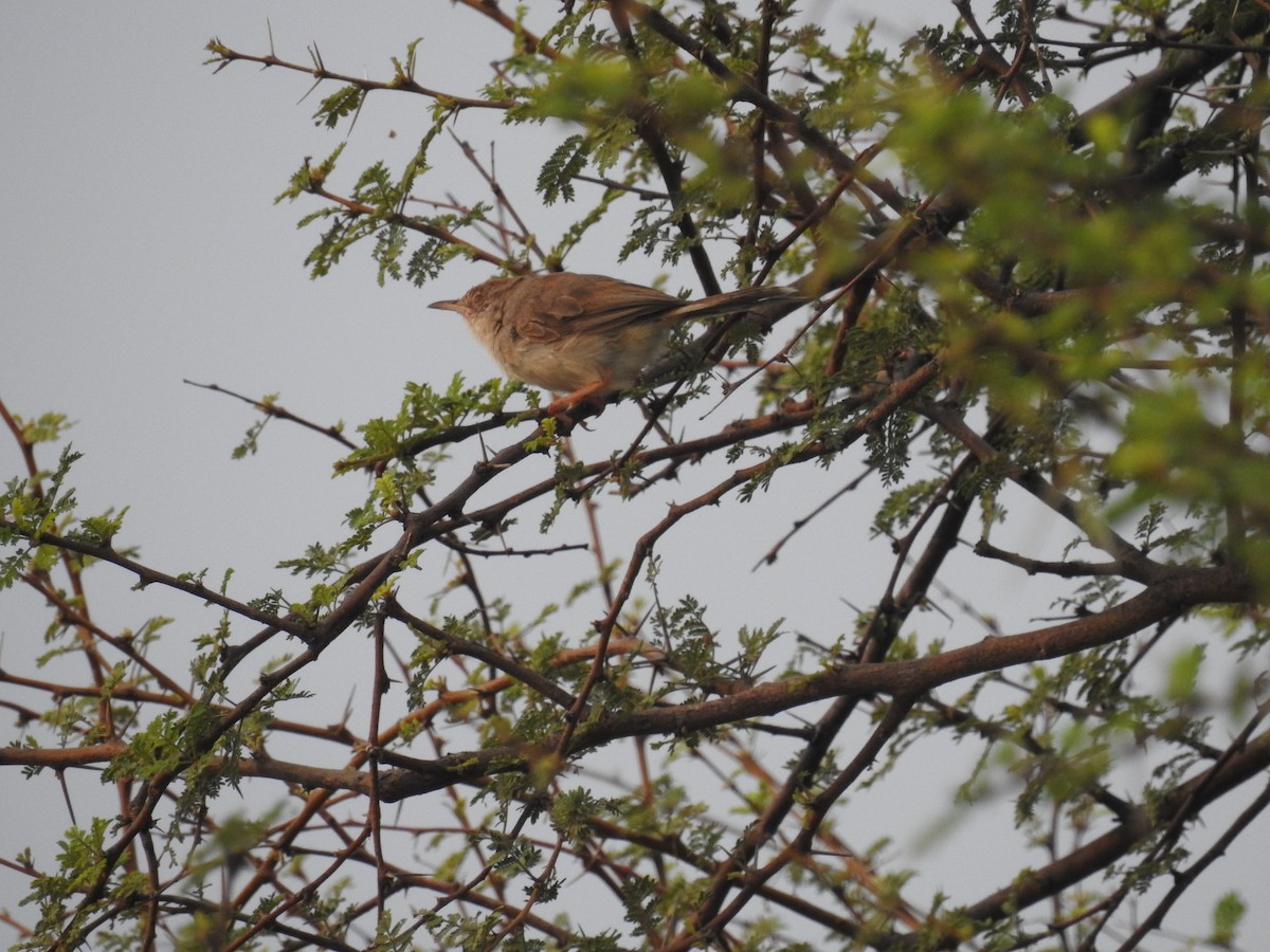 Rufous-fronted Prinia - ML115944501