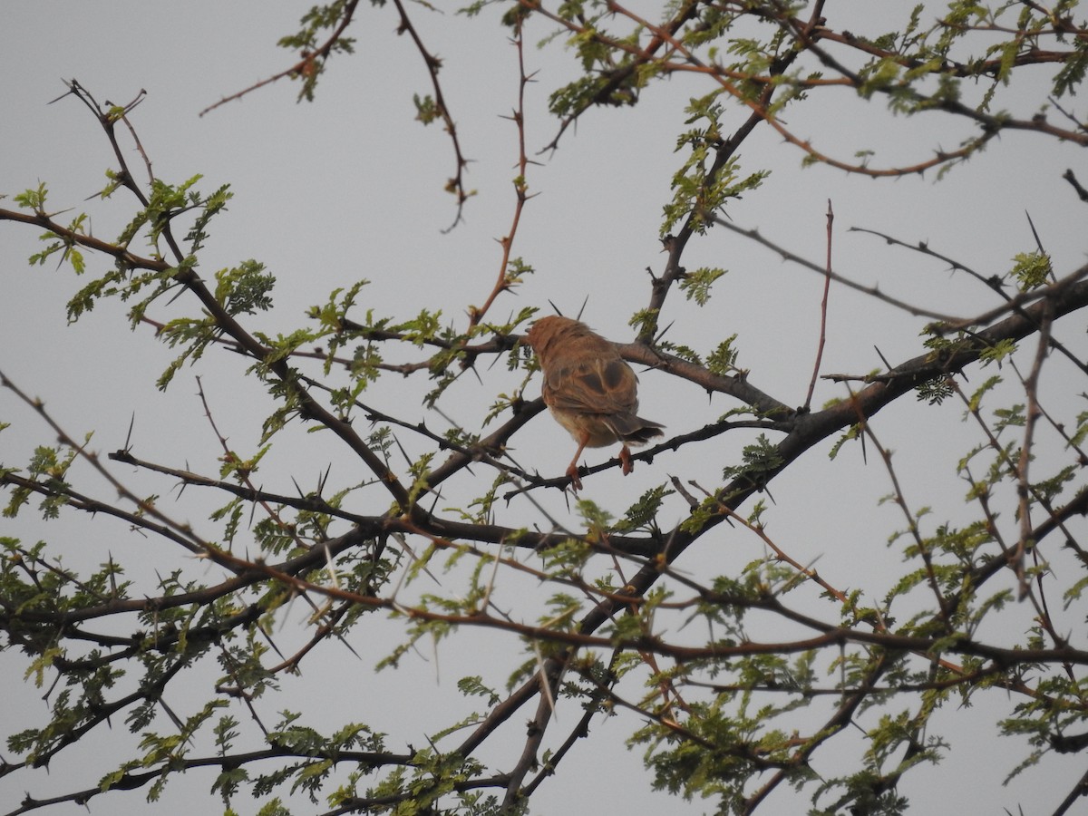 Rufous-fronted Prinia - ML115944601