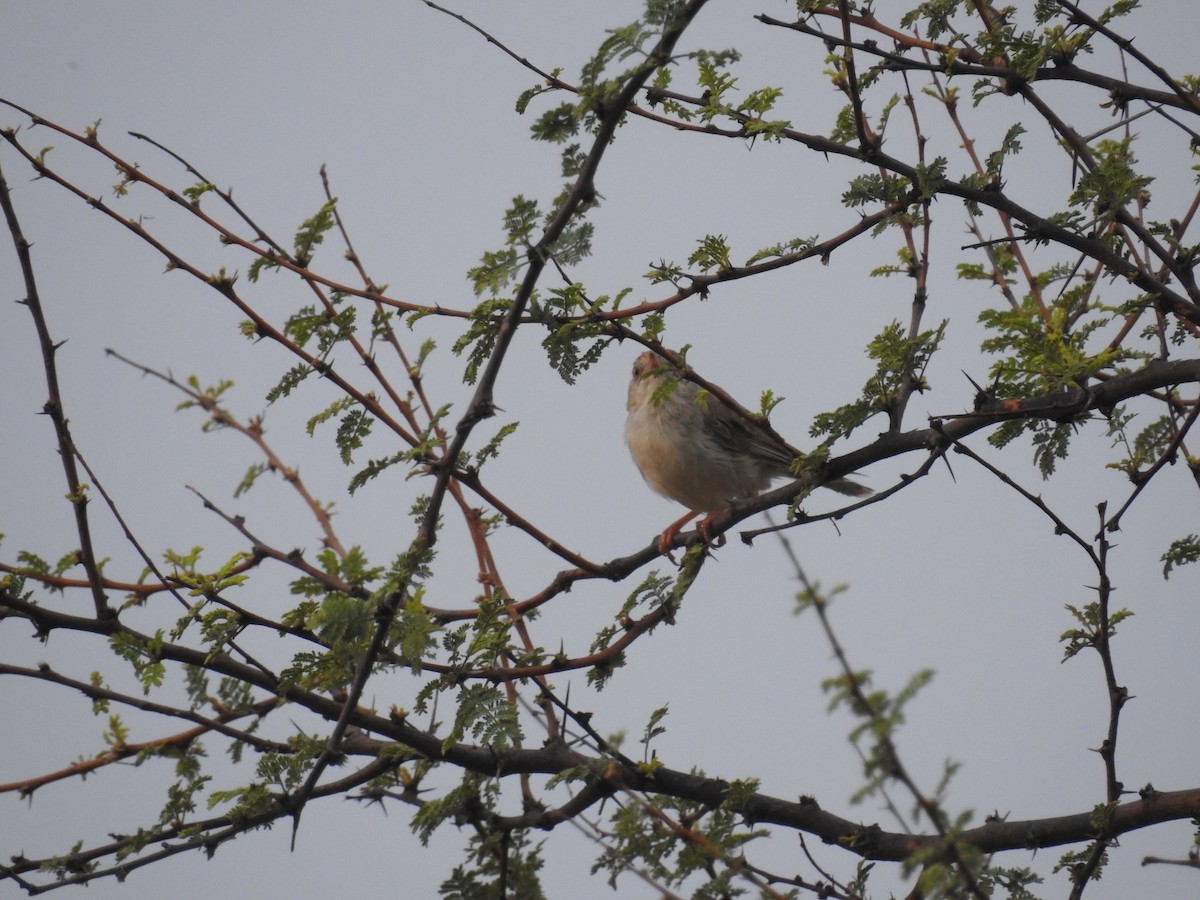 Rufous-fronted Prinia - ML115944631