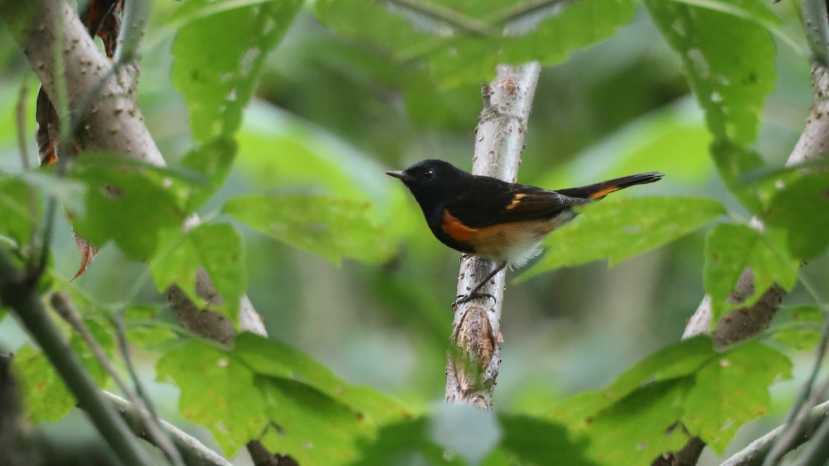 American Redstart - ML115945951