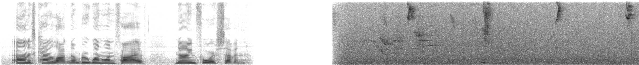 Antillean Crested Hummingbird (Lesser Antilles) - ML115947