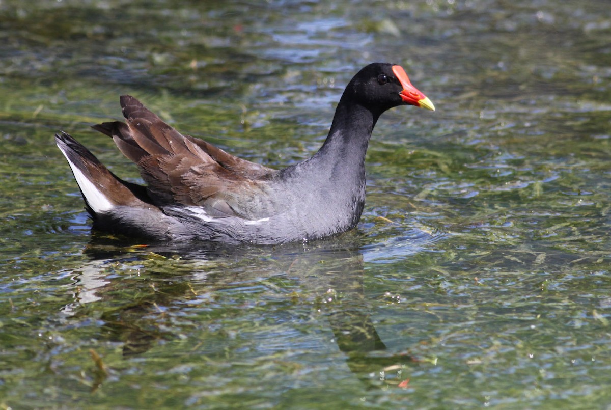 Common Gallinule - ML115947181