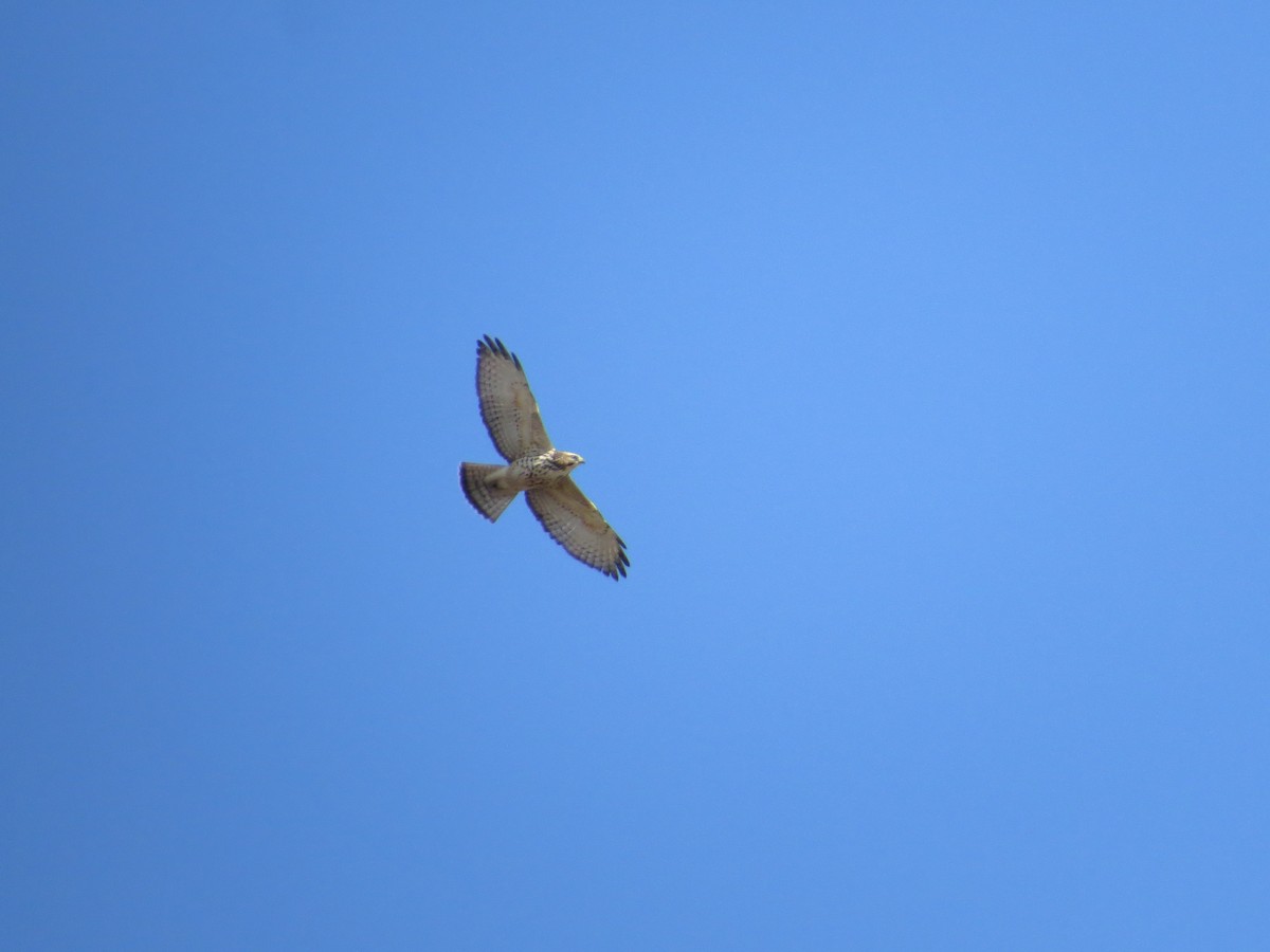Broad-winged Hawk - ML115950971