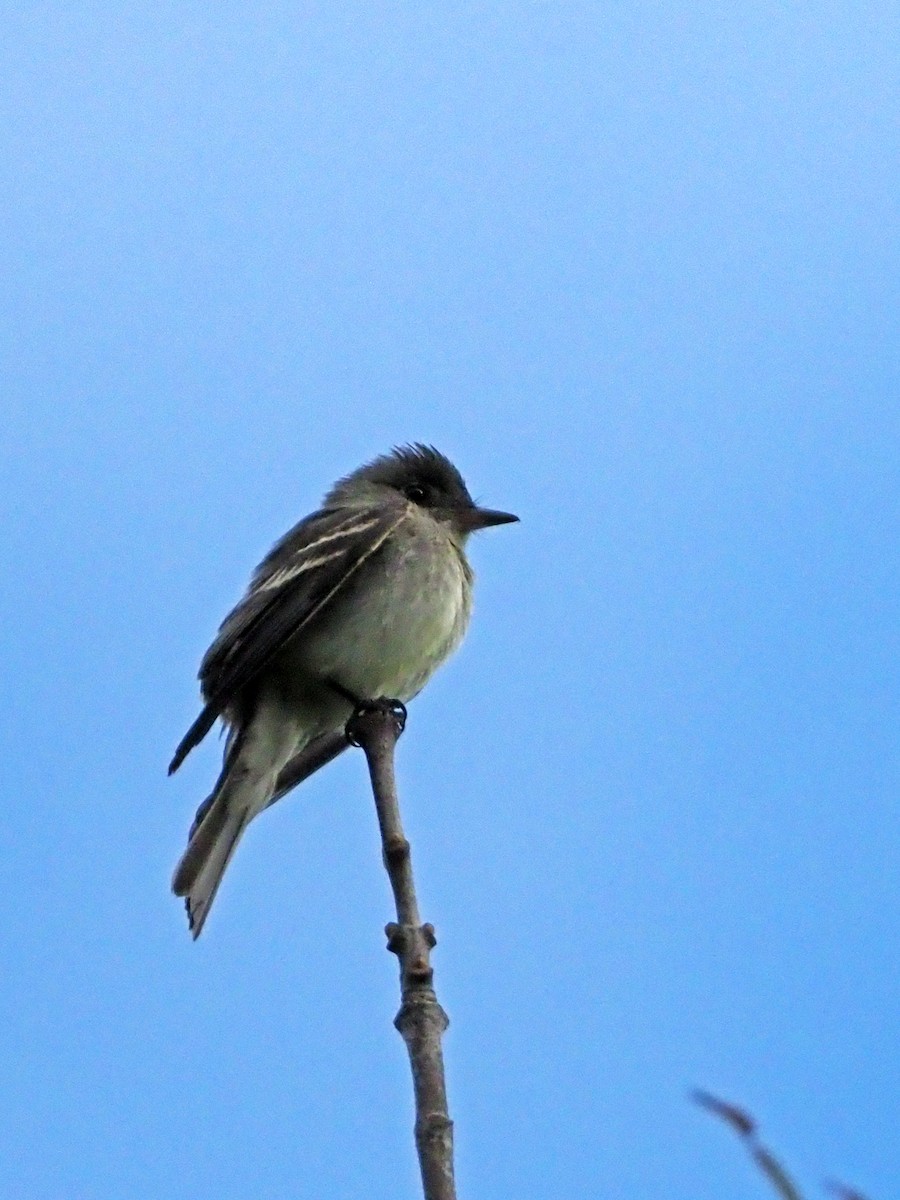 Eastern Phoebe - Gary Mueller