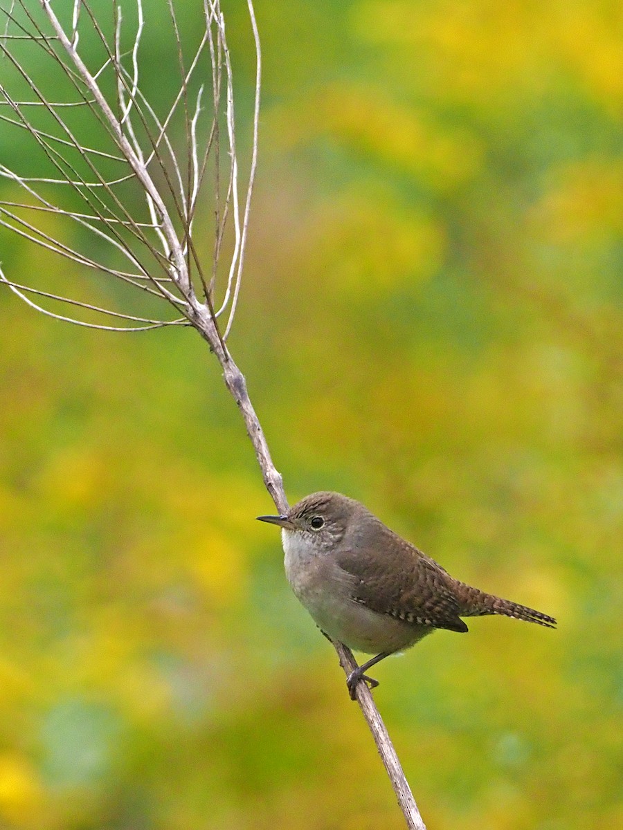 House Wren - ML115951251