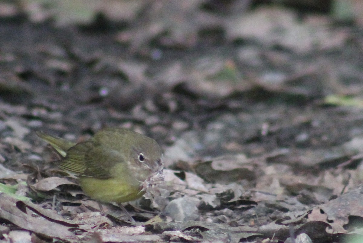 Connecticut Warbler - ML115951731