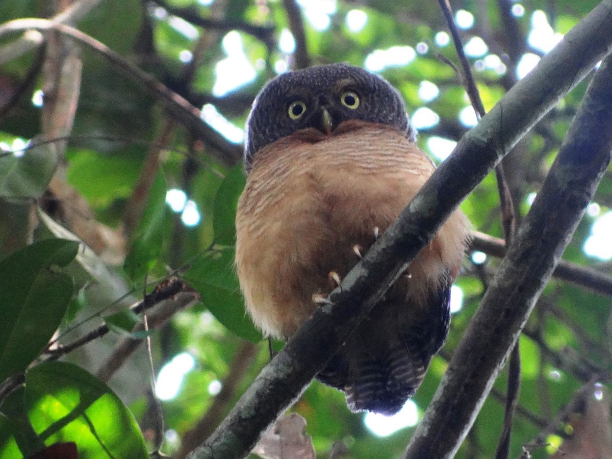 Sjöstedt's Owlet - ML115951851