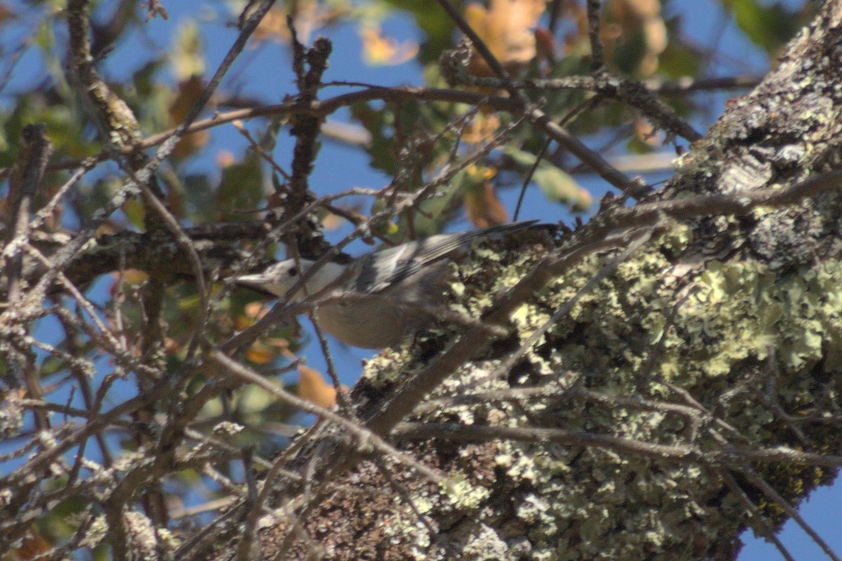 White-breasted Nuthatch - ML115952901