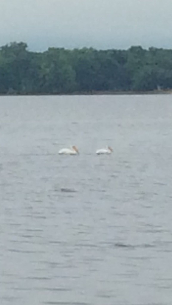 American White Pelican - OFNC eBird