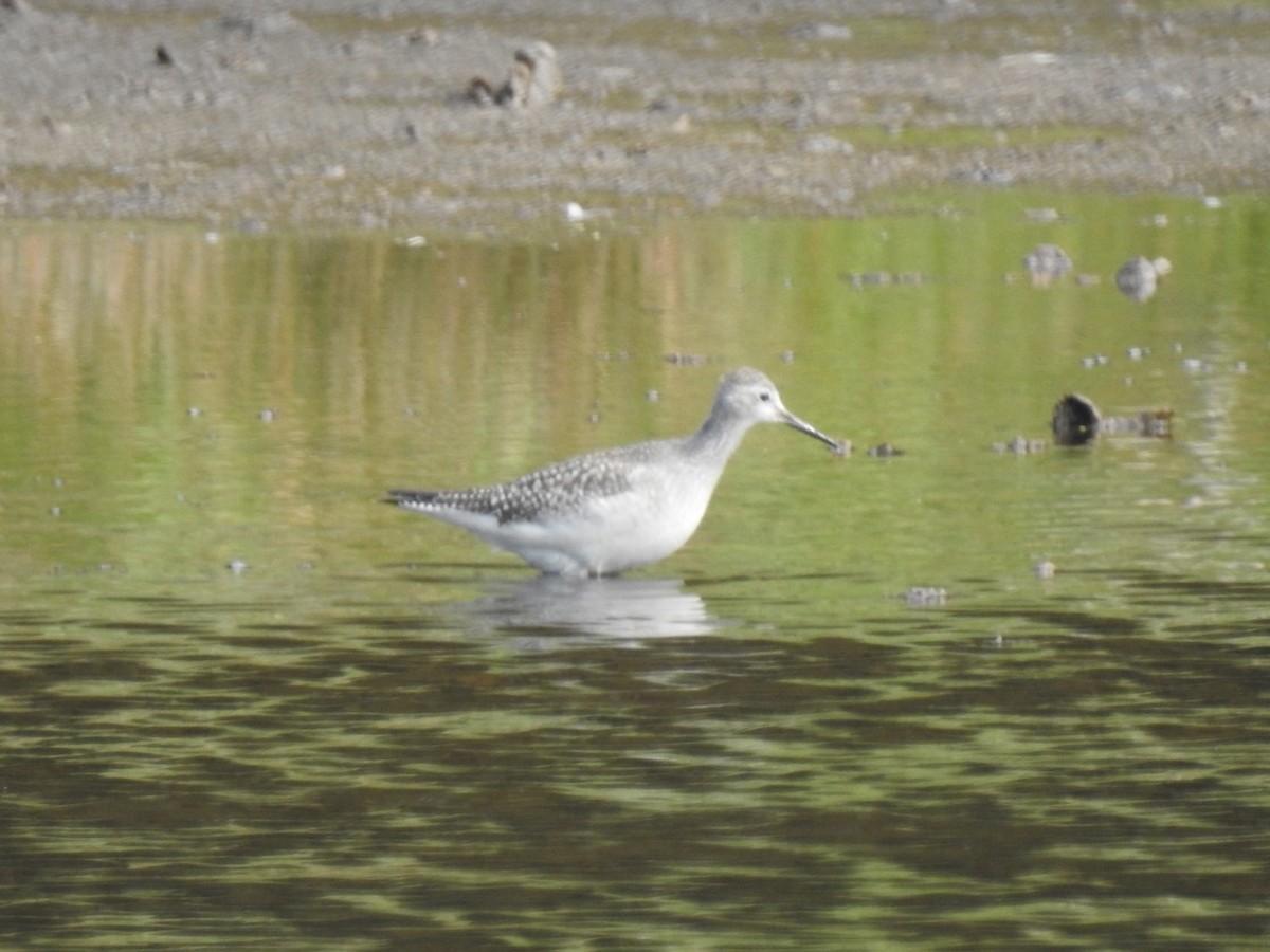 Lesser Yellowlegs - ML115956441