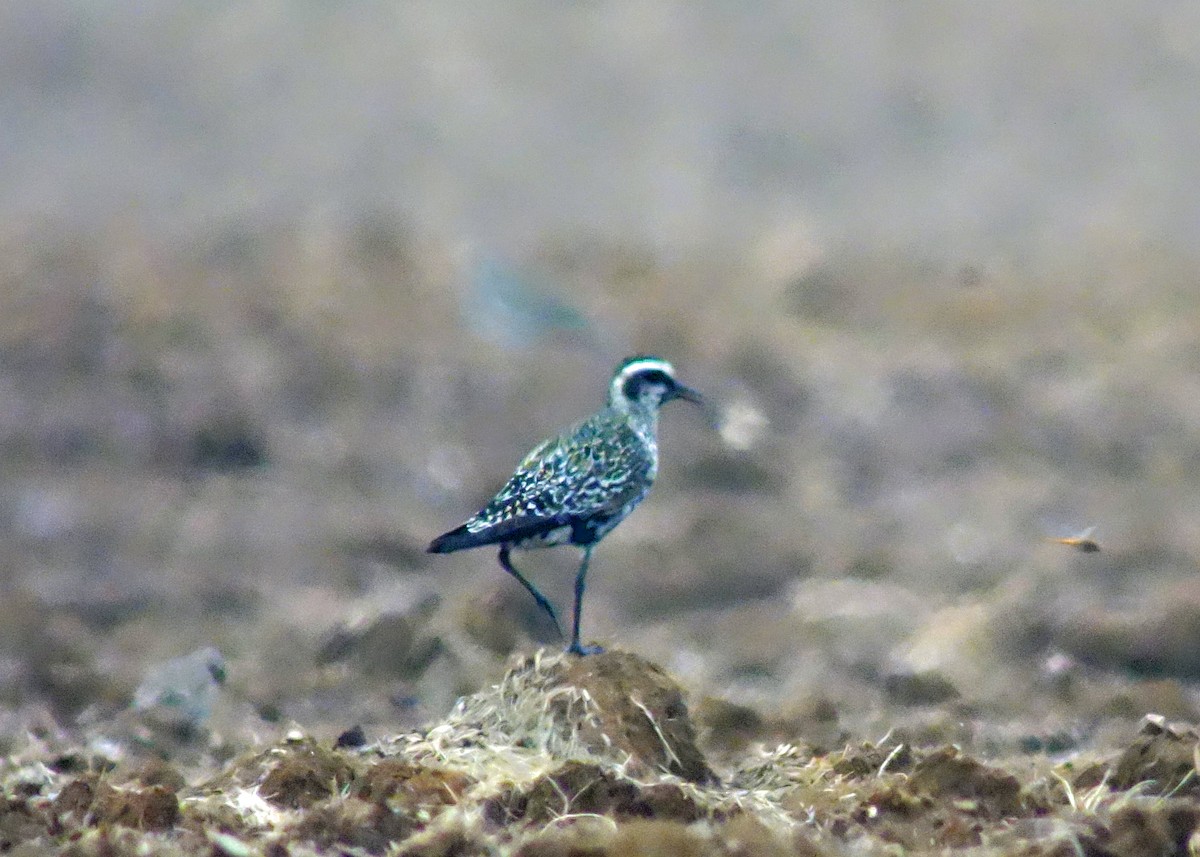 American Golden-Plover - ML115958451