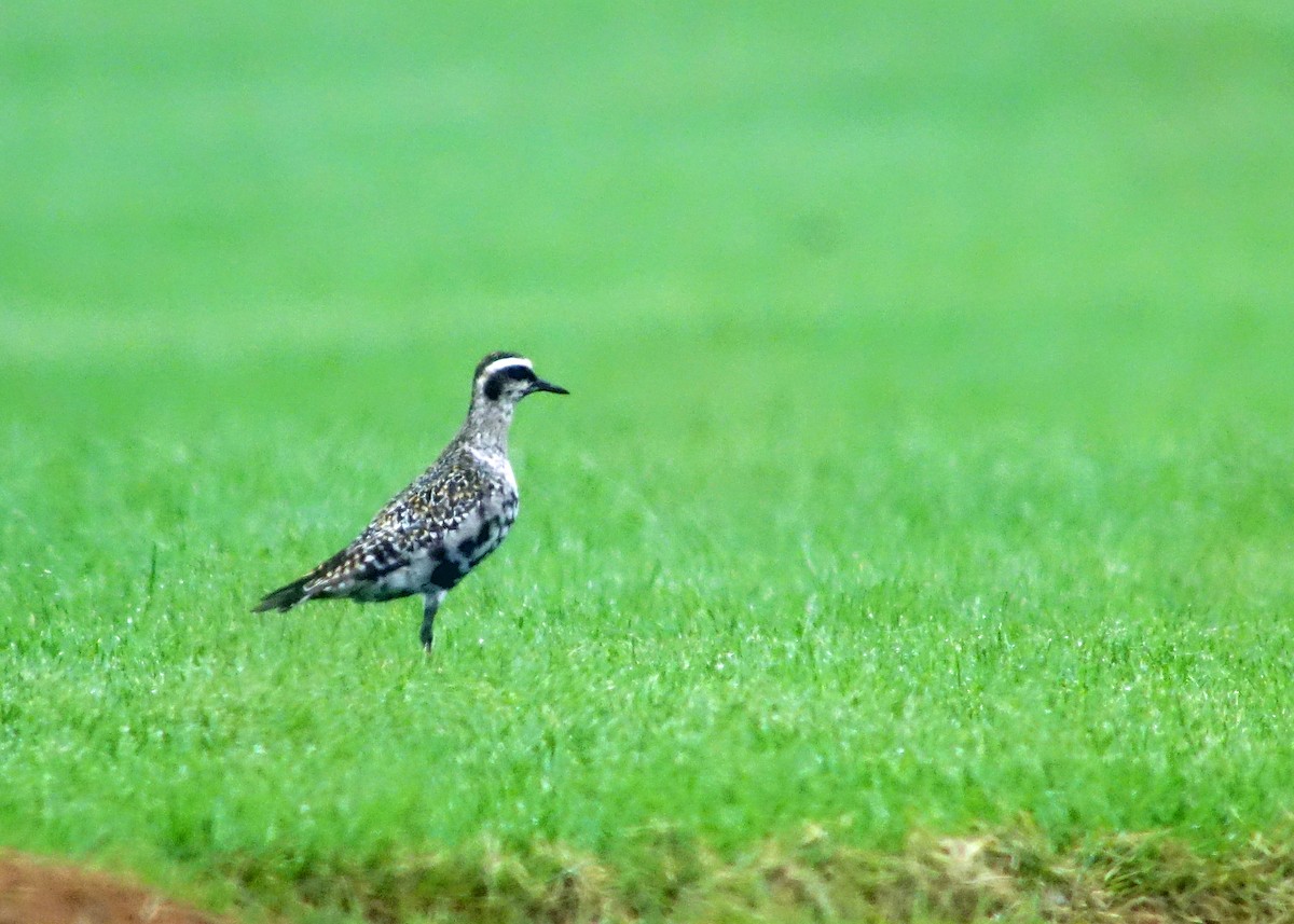 American Golden-Plover - ML115958471