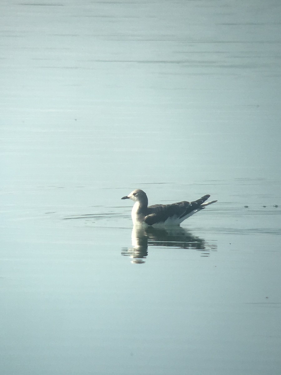 Sabine's Gull - ML115959611