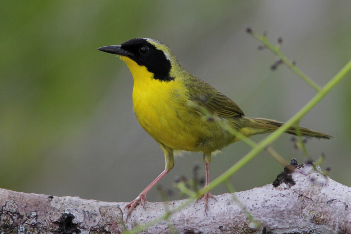 Bahama Yellowthroat - ML115960101