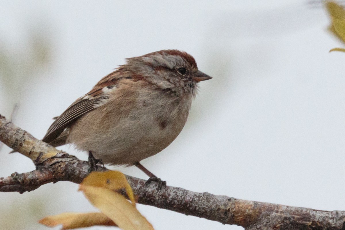 American Tree Sparrow - ML115960131