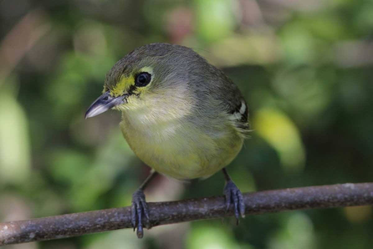 Thick-billed Vireo - Richard Dunn