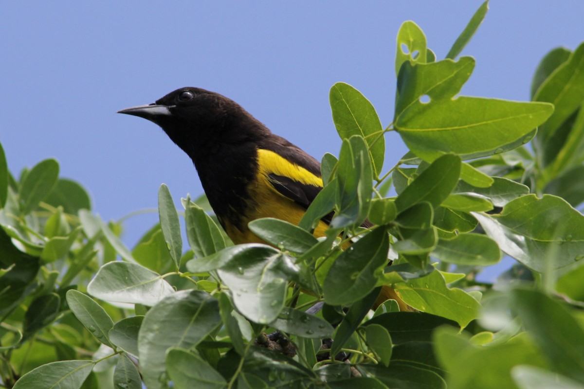 Bahama Oriole - ML115960581