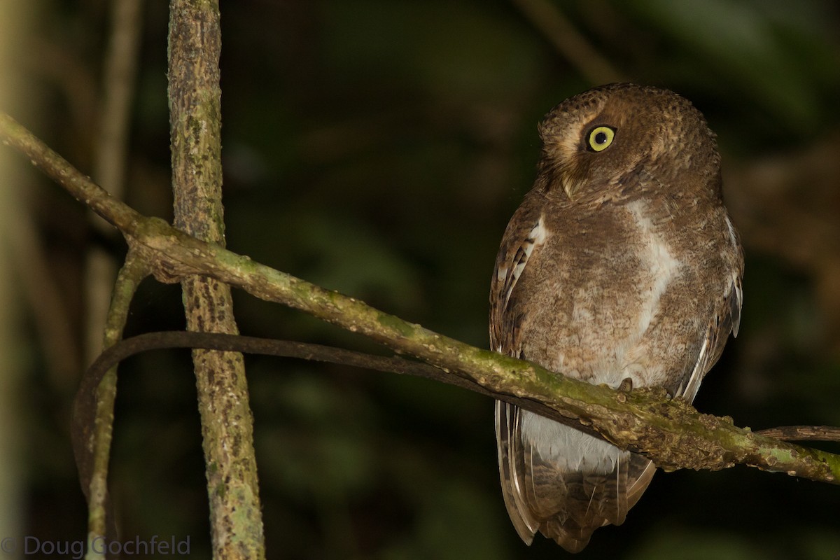 Dağ İshakkuşu - ML115960901