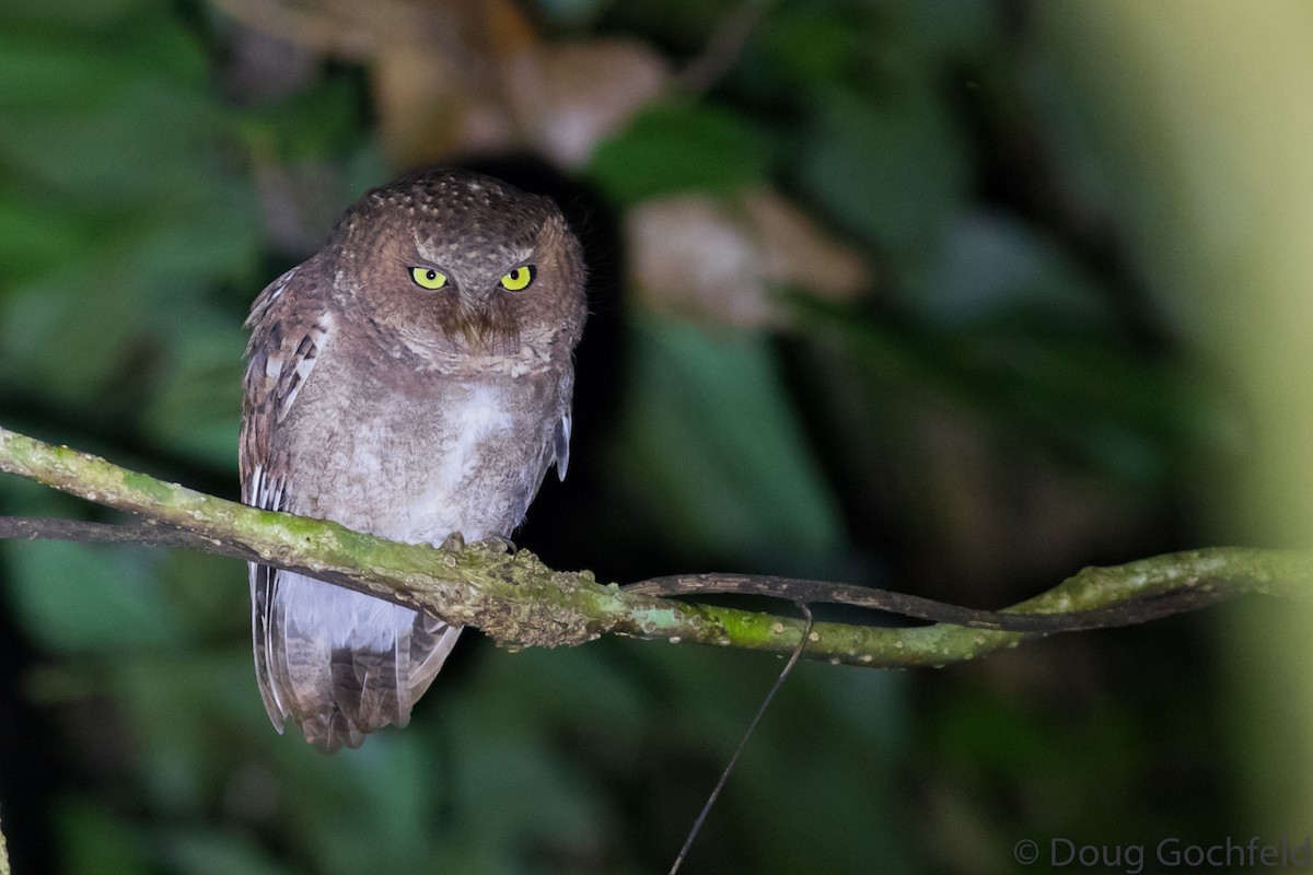 Mountain Scops-Owl - Doug Gochfeld