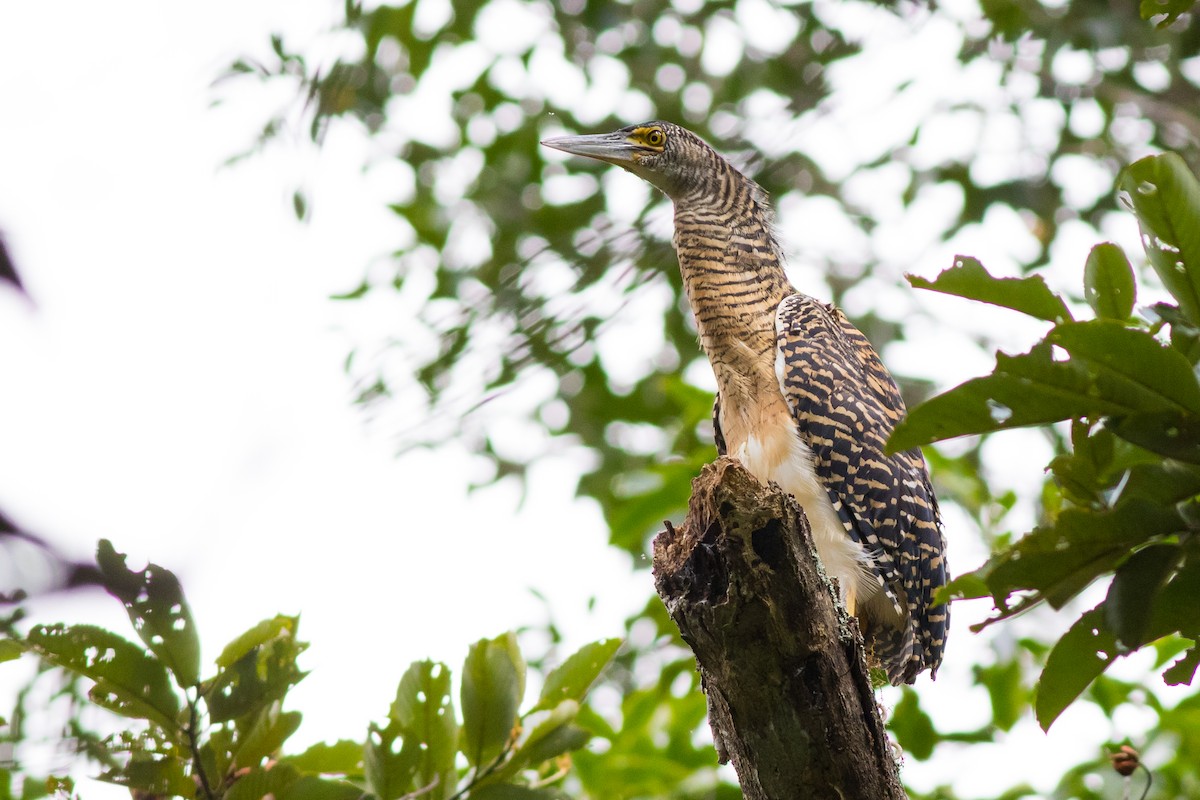 Forest Bittern - Doug Gochfeld