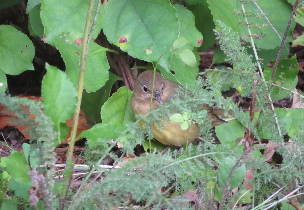 Connecticut Warbler - ML115962771