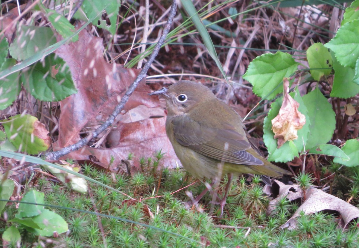 Connecticut Warbler - ML115962821