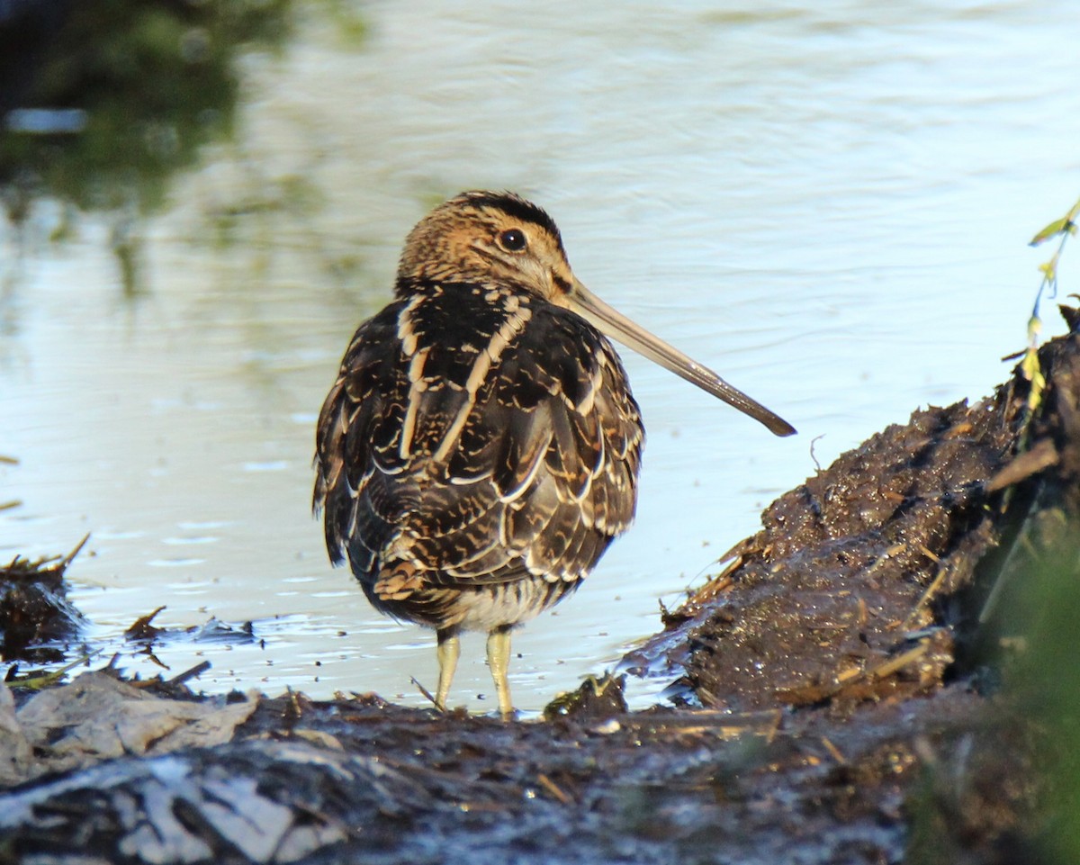 Wilson's Snipe - ML115963591