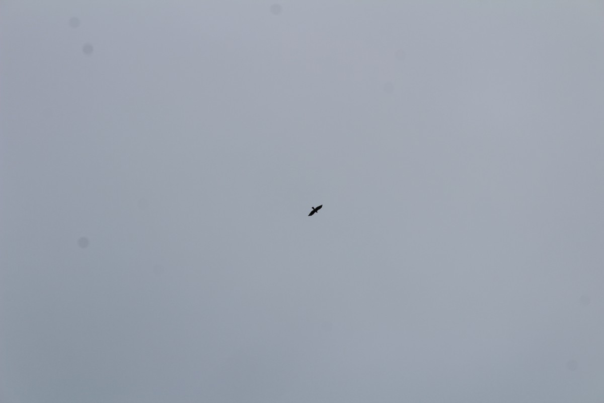 Broad-winged Hawk (Northern) - ML115965201