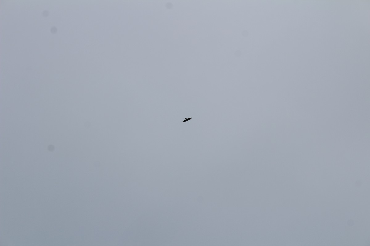 Broad-winged Hawk (Northern) - ML115965211
