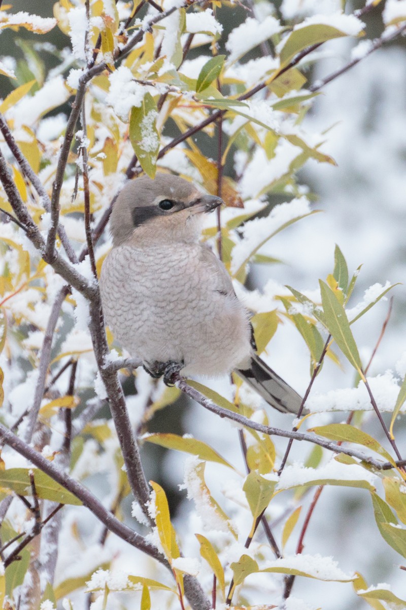 Northern Shrike - ML115965971