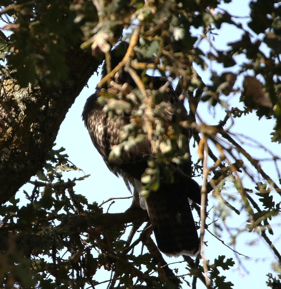 Red-shouldered Hawk - ML115967141