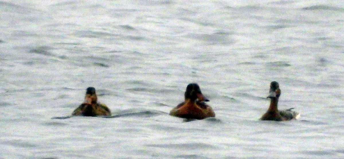 Northern Shoveler - ML115967461