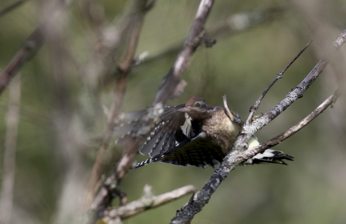 Yellow-bellied Sapsucker - ML115969971