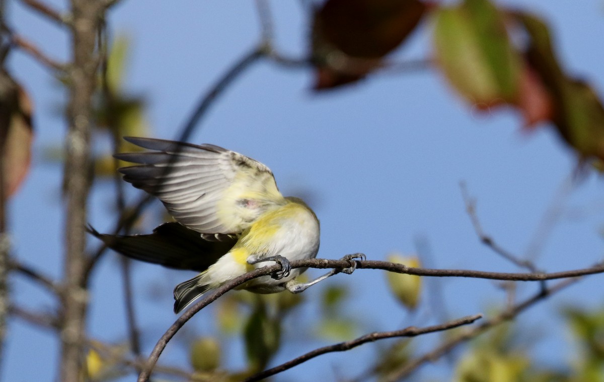 Graukopfvireo - ML115970241