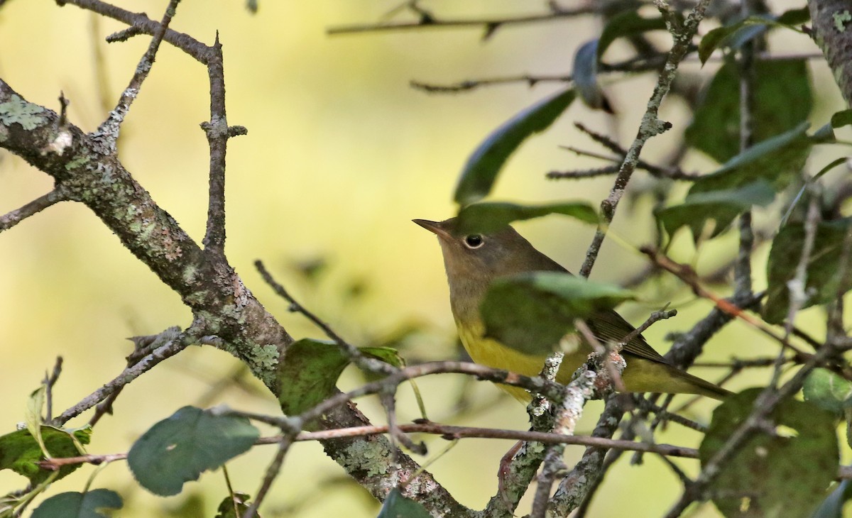 Connecticut Warbler - ML115970461