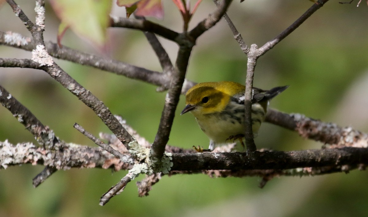 Black-throated Green Warbler - Jay McGowan