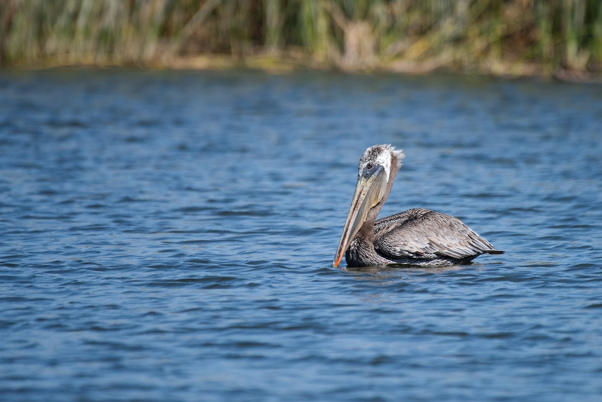 Brown Pelican - ML115971011