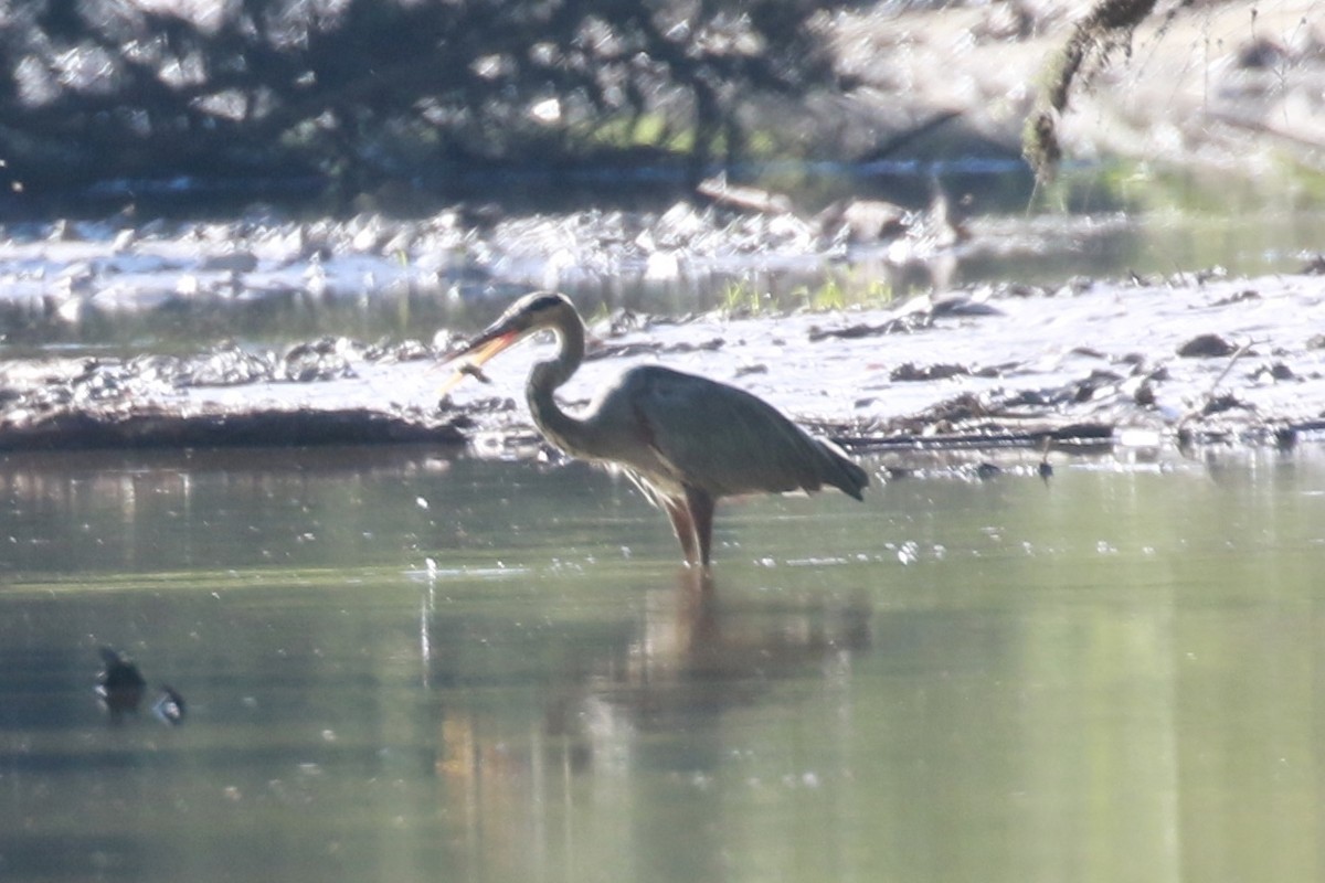 Great Blue Heron - ML115971281