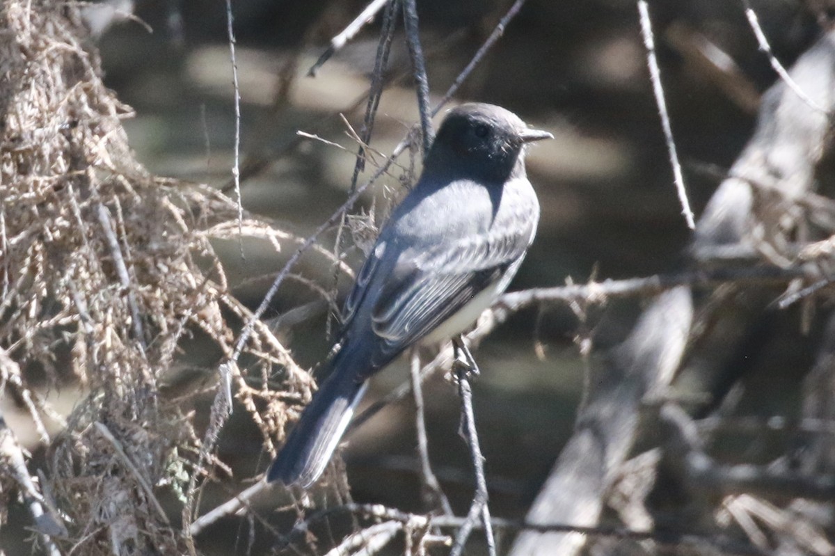 Black Phoebe - ML115971851