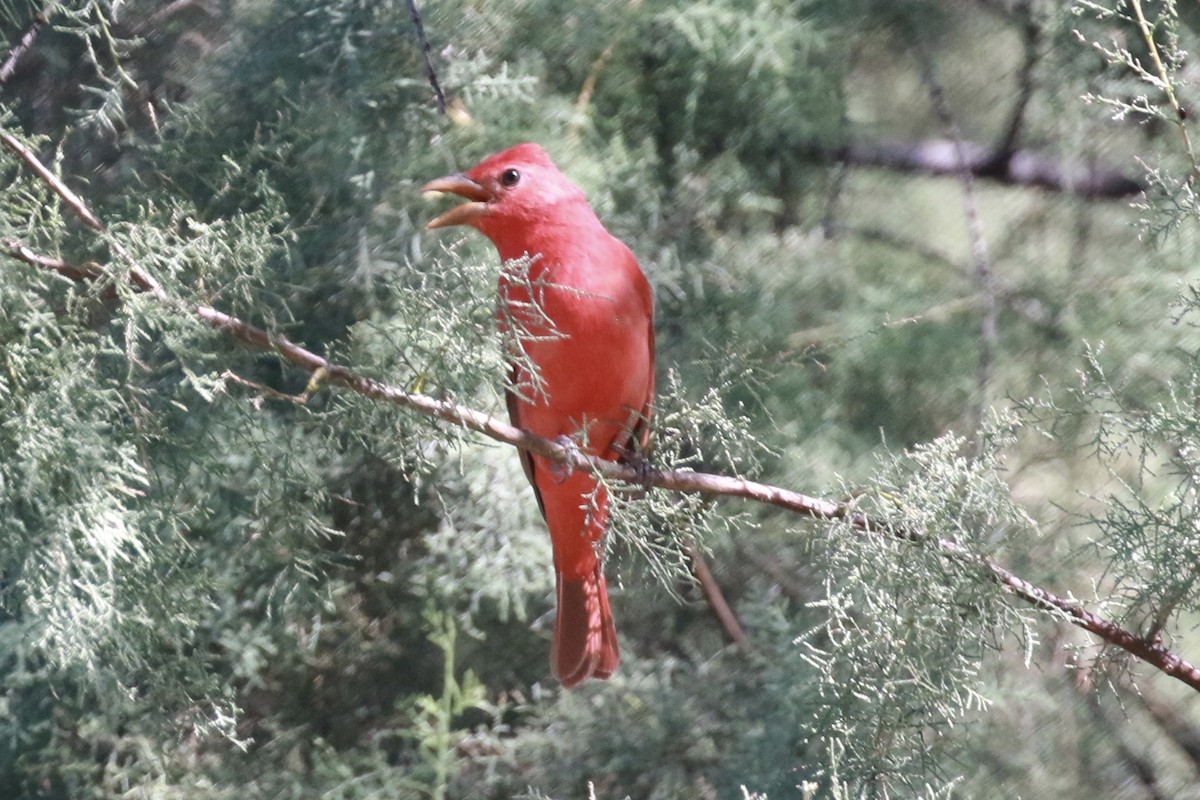 Summer Tanager - ML115972191