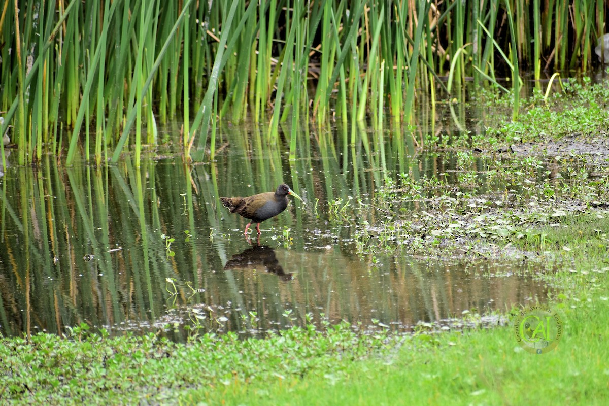 Plumbeous Rail - ML115976431