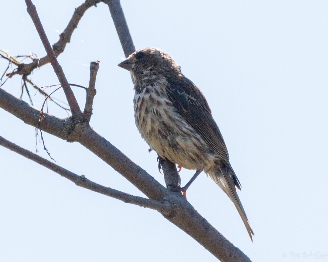 Purple Finch - ML115977341