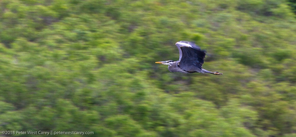 Great Blue Heron - Peter Carey