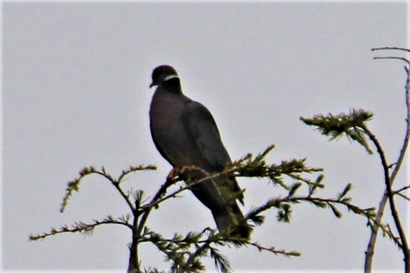 Pigeon à queue barrée - ML115980021