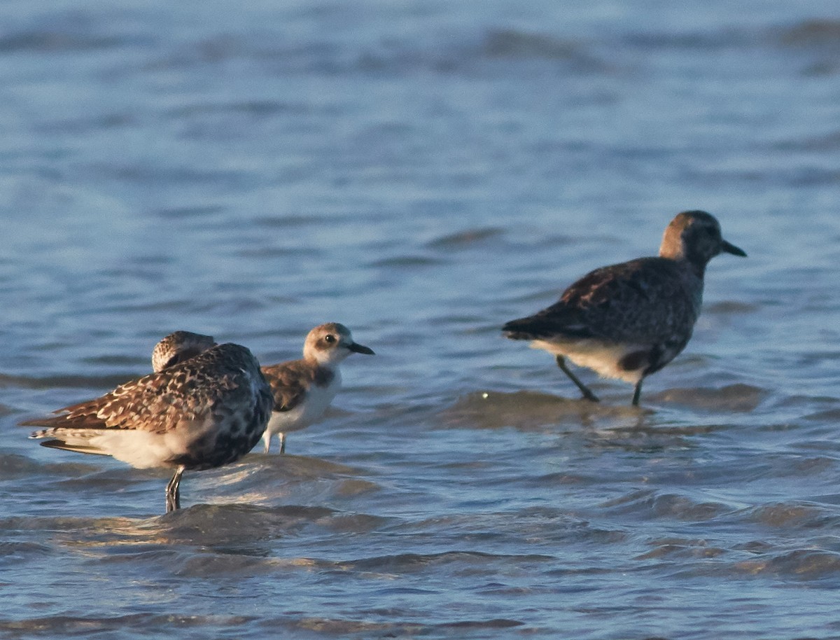 Greater Sand-Plover - Magnus Grylle