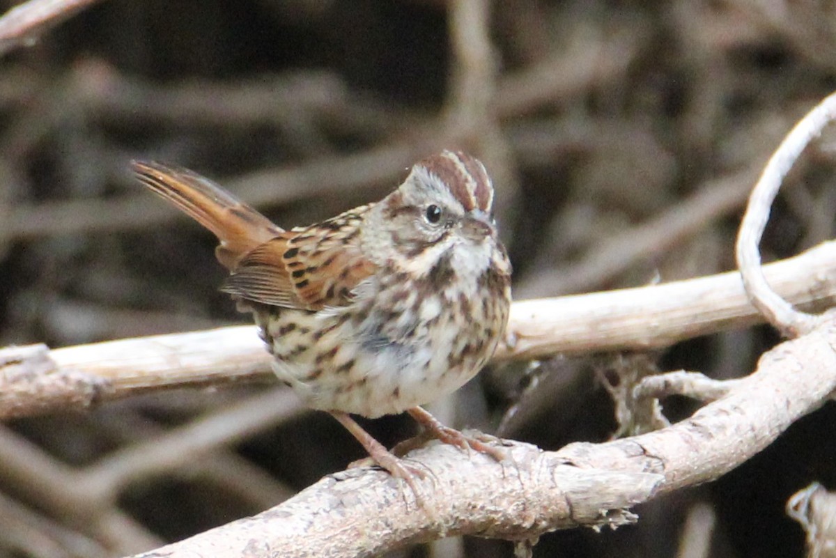 Song Sparrow - Sandra Bear