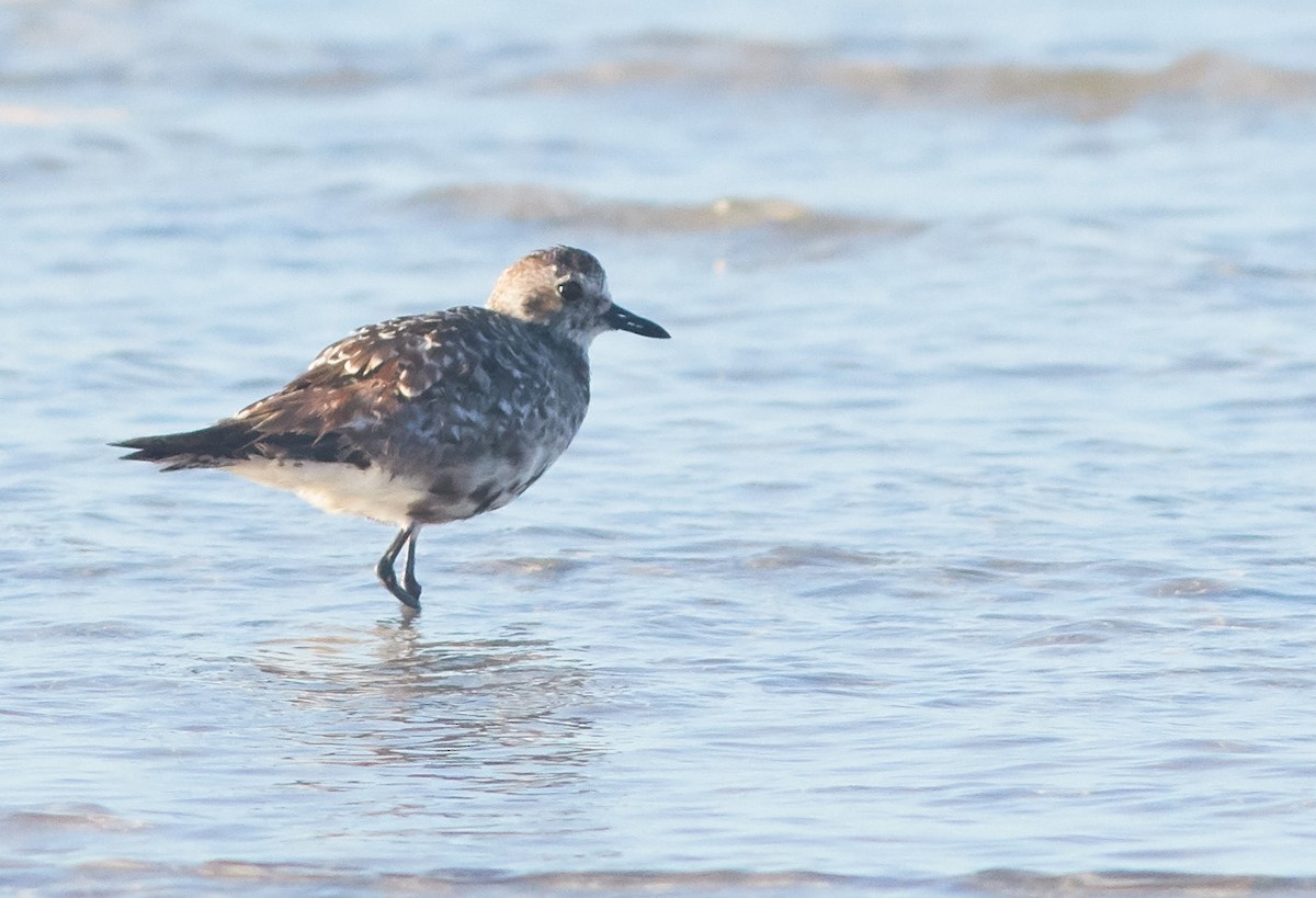 Black-bellied Plover - Magnus Grylle